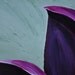 Purple and pink flower on green acrylic painting on canvas