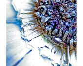 Photography GICLEE on canvas (16x19) - Root of life II