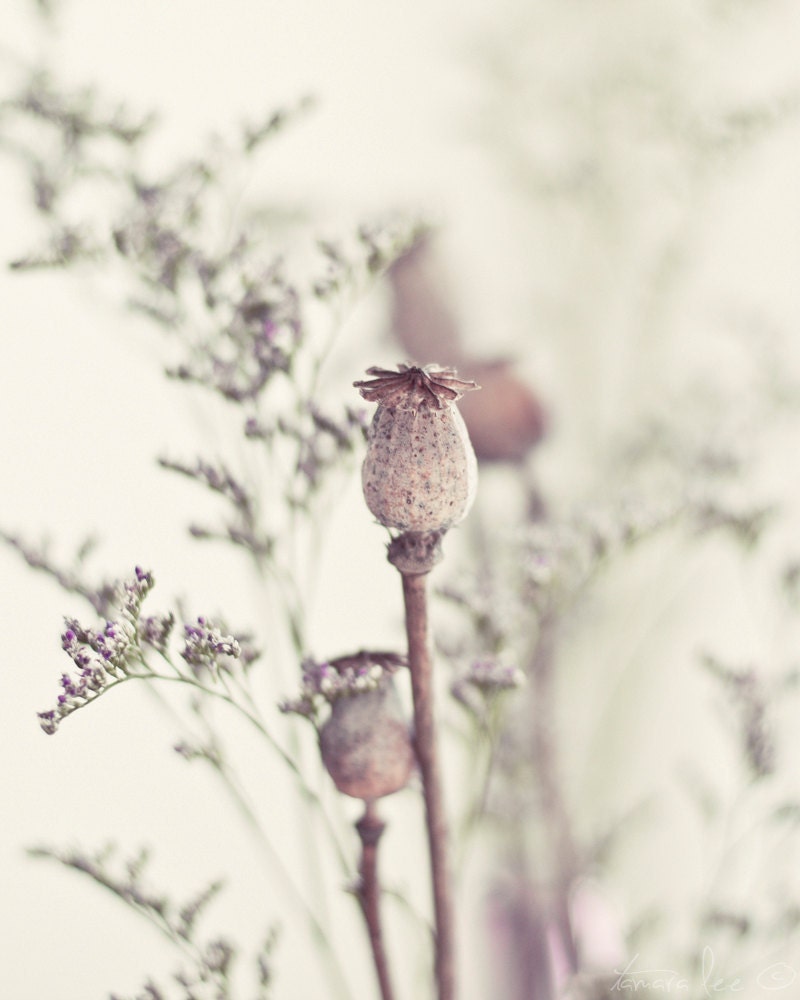 Thoughtful -  Rustic Poppy Capsules Summer Light Photography Print 5x7