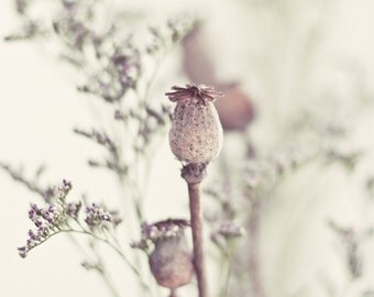Thoughtful -  Rustic Poppy Capsules Summer Light Photography Print 5x7