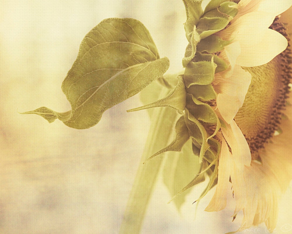 Sunflower - Rustic Sunflower Photography 5x7