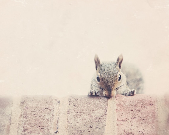 Peek - Grey and Brown Squirrel using Caution 5x7