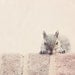 Peek - Grey and Brown Squirrel using Caution 5x7