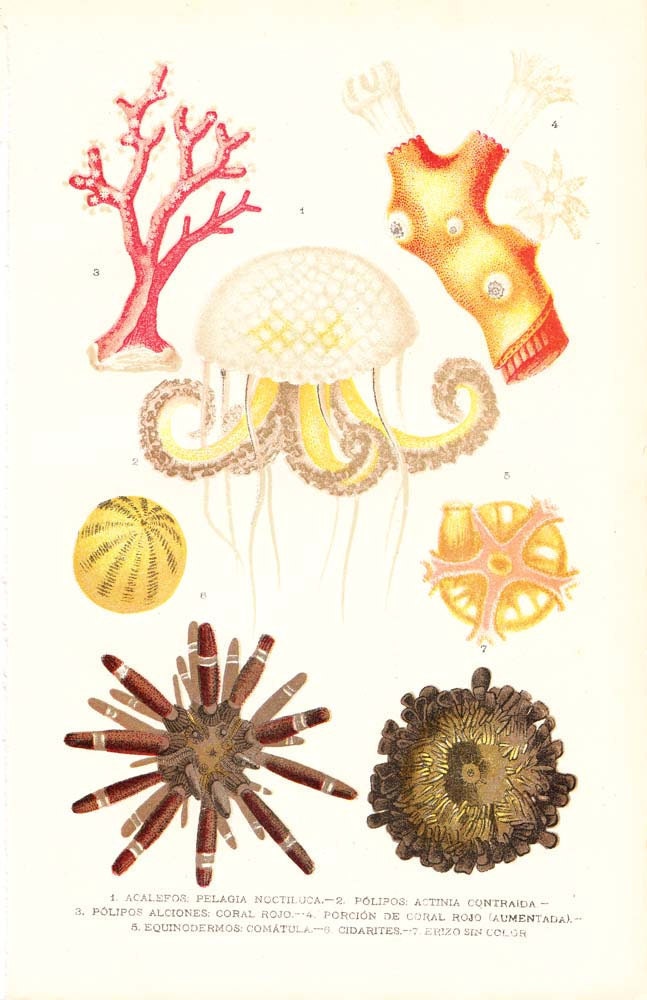 RESERVED 1920 Sea Life Antique Print , Jellyfish, Anemones, Coral, Echinoderms, Sea Urchin