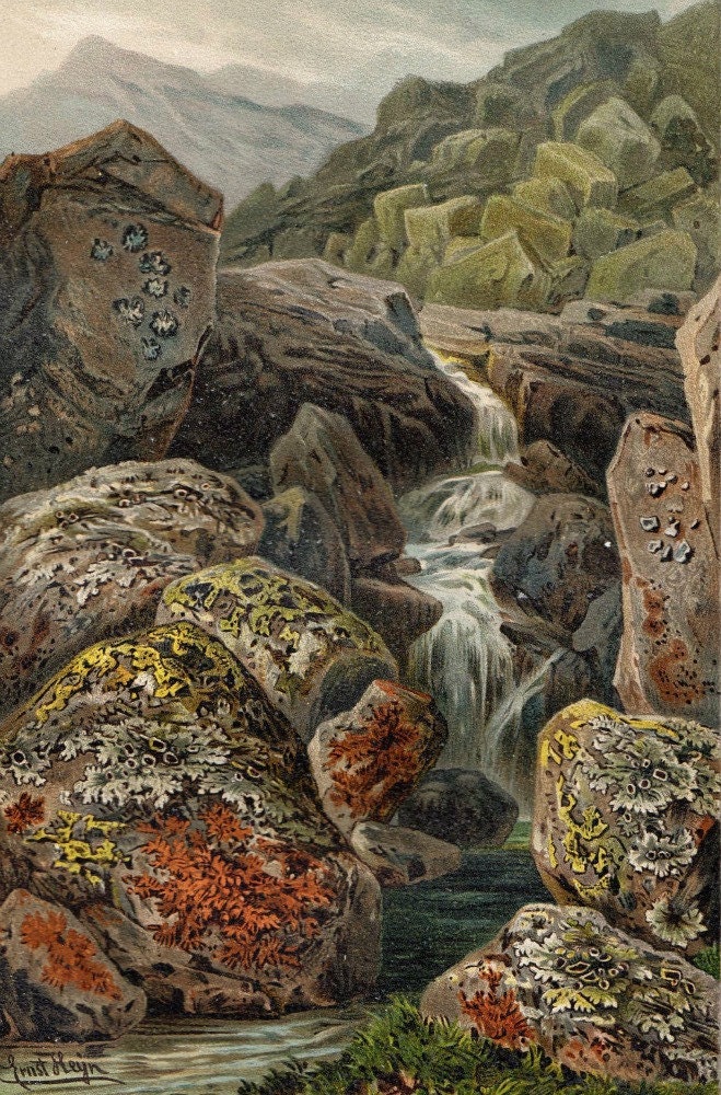 Ernst Heyn Botanical Art Print 1892 Color Lithograph Mosses and Liverworts Alps