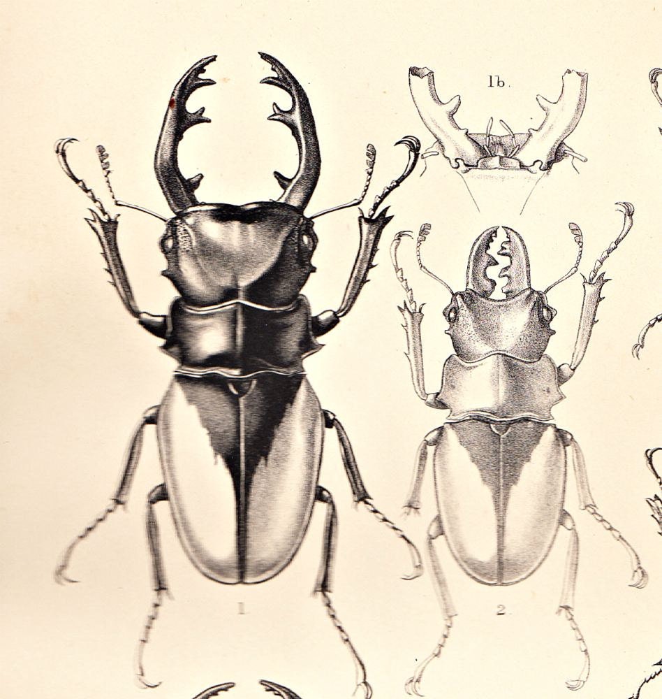 Beetle Antique Engraving Coleoptera Entomology Odontolabis 1885 Scarab