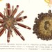 RESERVED 1920 Sea Life Antique Print , Jellyfish, Anemones, Coral, Echinoderms, Sea Urchin