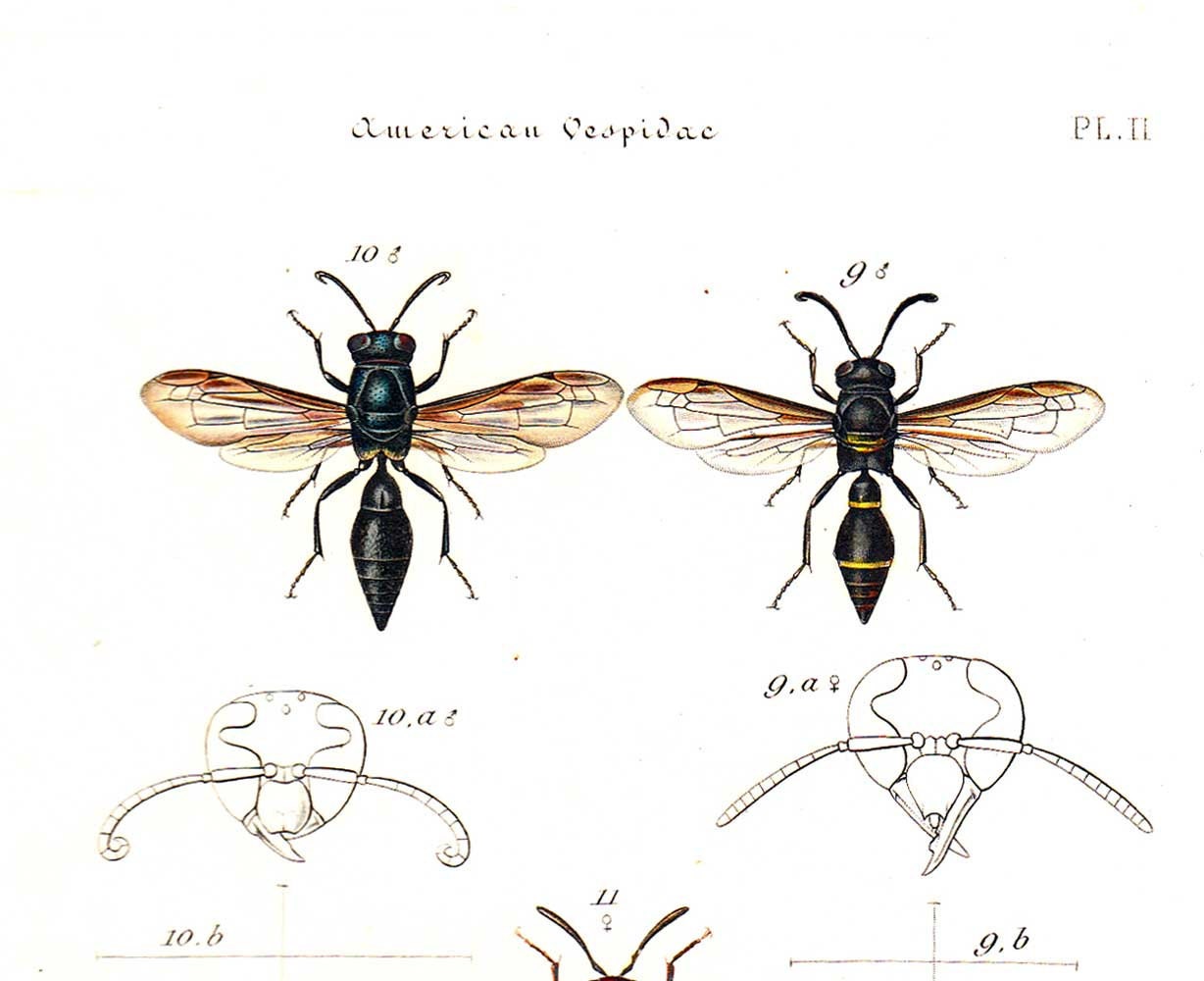 1875 Antique Entomology Print, Scientific Illustration, American Wasps, Montezumia, Monobia, Nortonia,