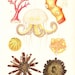 RESERVED 1920 Sea Life Antique Print , Jellyfish, Anemones, Coral, Echinoderms, Sea Urchin