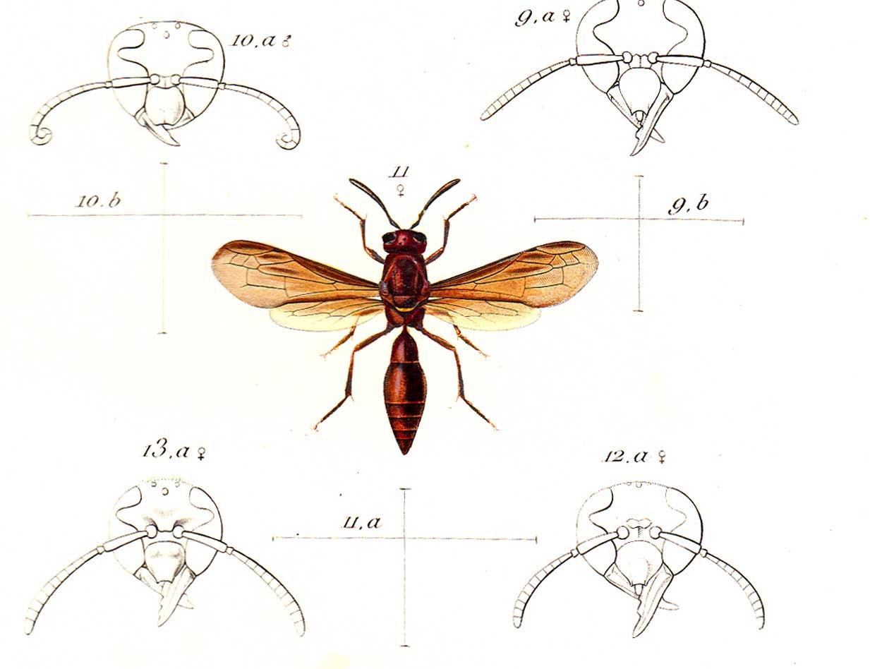 1875 Antique Entomology Print, Scientific Illustration, American Wasps, Montezumia, Monobia, Nortonia,