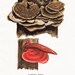 Polypuros Mushrooms Vintage Print 1948 to Frame