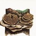 Polypuros Mushrooms Vintage Print 1948 to Frame