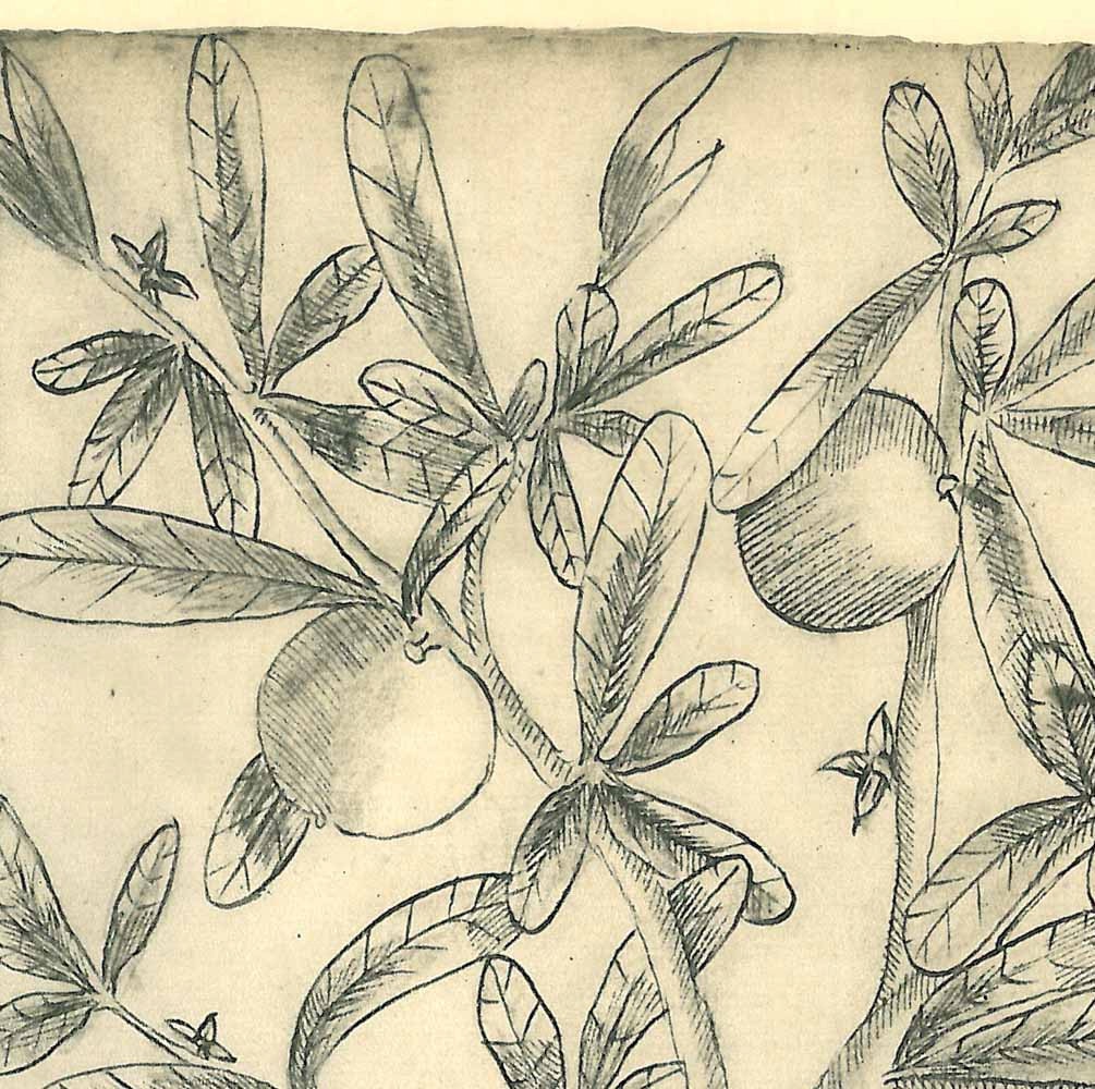 Botanical Print Large Tree Cuiite Maranhao Brazil Natural History Art