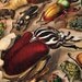 Antique Insects Lithograph 1923 Bugs Coleoptera Non-European Exotic