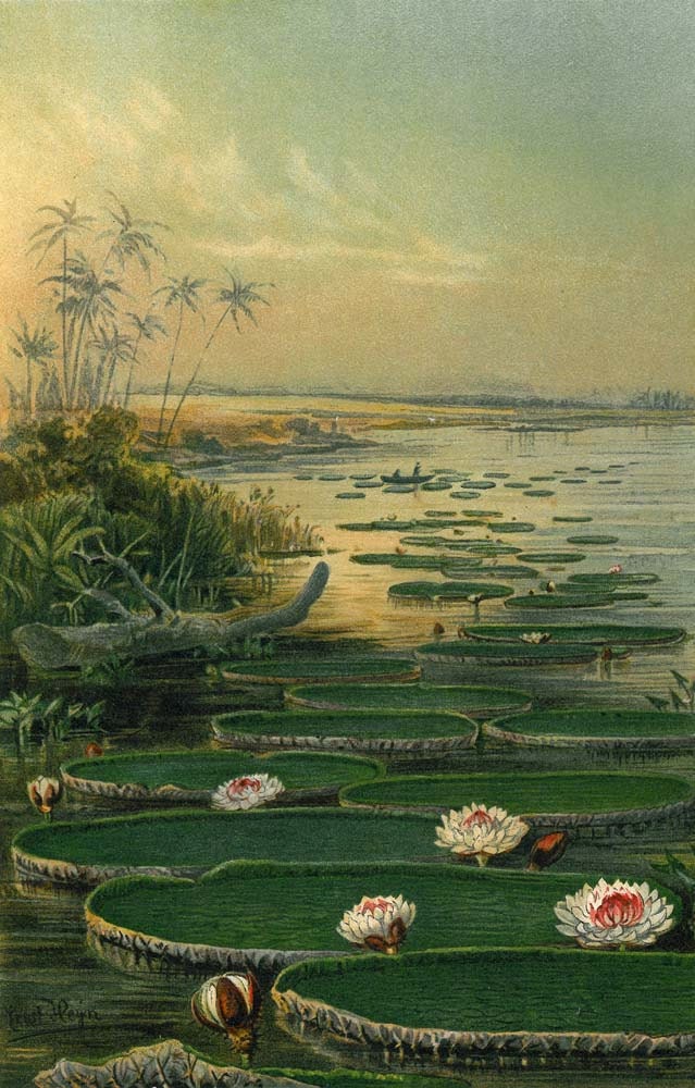 Antique Botanical Print Water Lilies Lotus Flowers 1892 Lithograph by Ernst Heyn    Victoria Regia