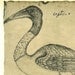 Vintage Bird Print Stork Sketch Drawing, Art Print, Jabiru Maranhao Brazil