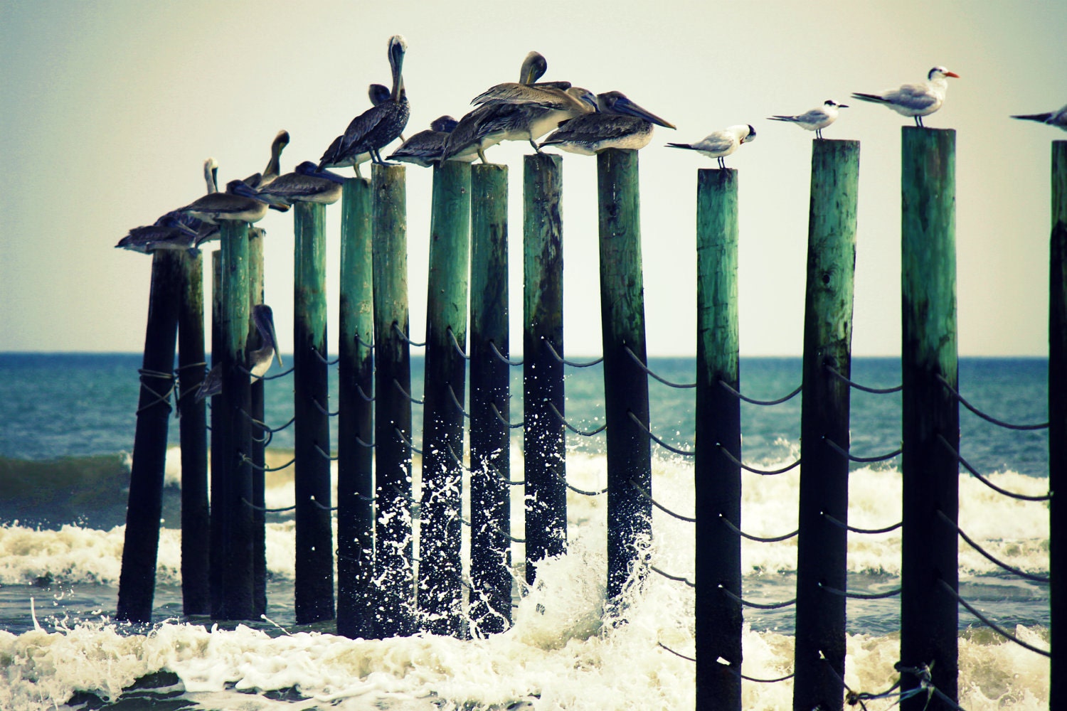 Beach Photography. Beach Art Print of Pelicans and Seagulls on Pilings. Teal Ocean Waves. Beach Wall Art Home Decor - Pelicans on Pilings