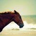 Horse Photography - Wild Horse on Outer Banks Beach - Beach Decor Home Wall Art Print - Lazy