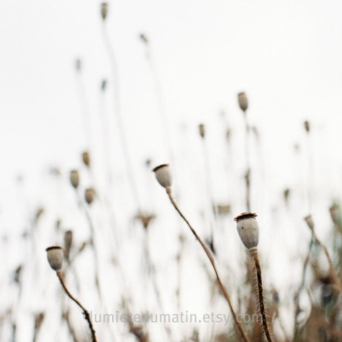 Misty morning french countryside spring pastel dreamy poppies greige beige wall art   - Blanc de brume - film print 8 X 8