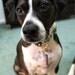 I Rescued My Peeps - Pet ID Tag w/Name