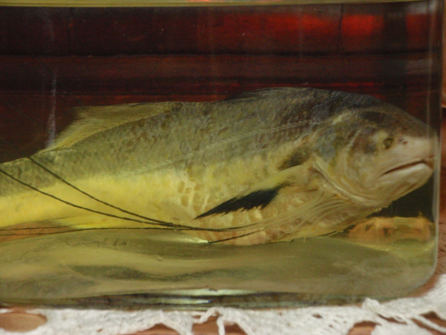 Preserved Polynemus Paradiseus Threadfin Fish Wet specimen in Glass Decanter