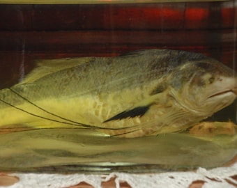 Preserved Polynemus Paradiseus Threadfin Fish Wet specimen in Glass Decanter