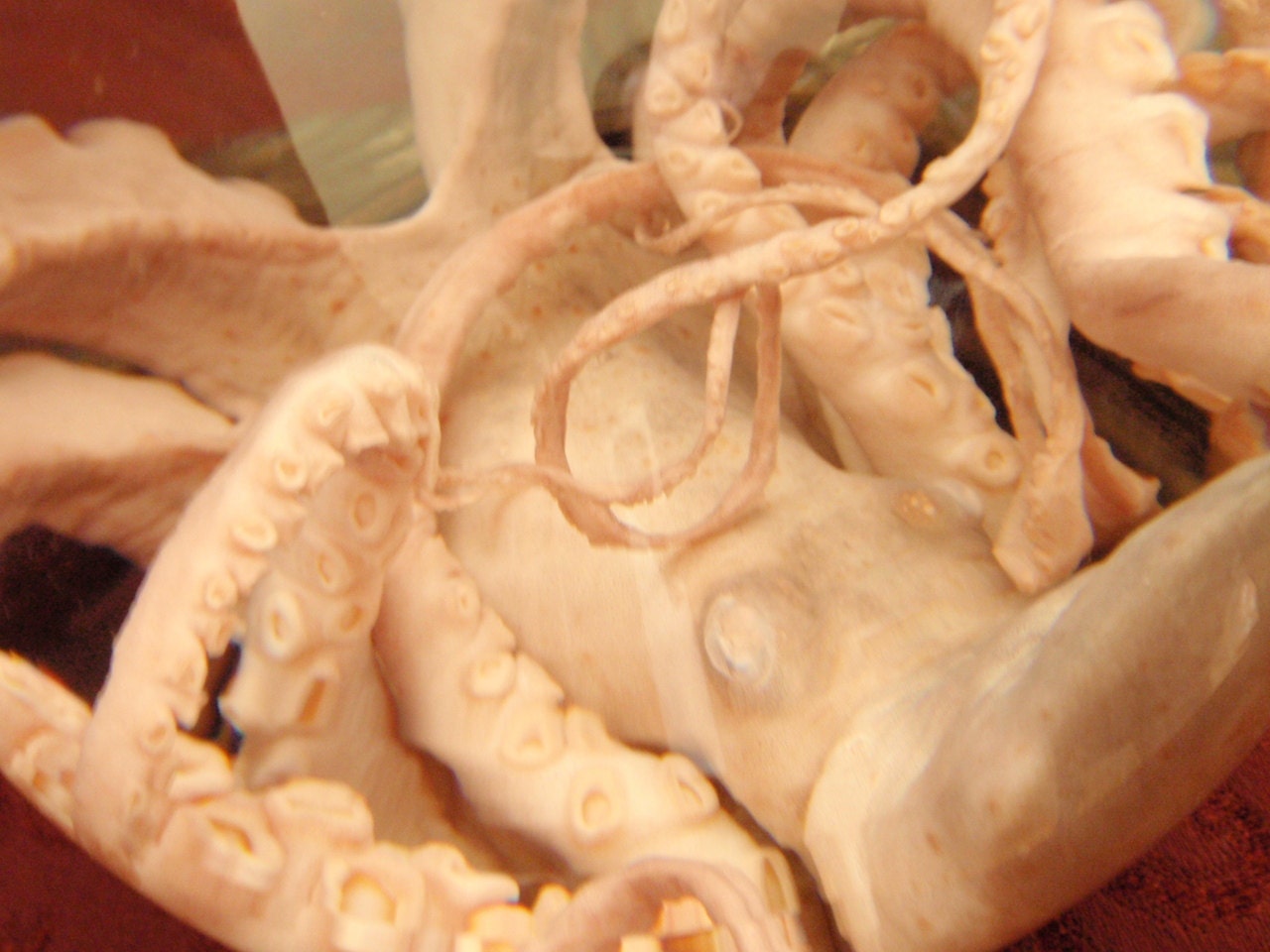 Preserved Octopus Wet Specimen in Globe on Metal Base