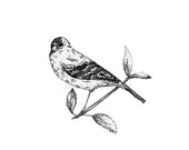 Two Card Set -"The Bird Duet"