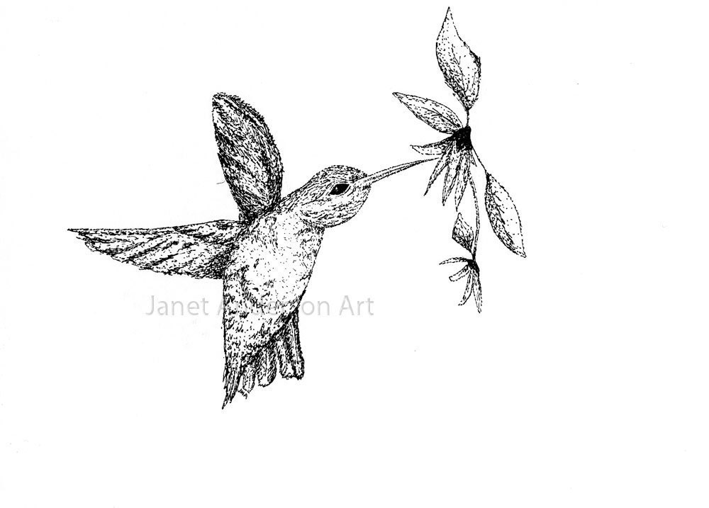 Hummingbird - Signed Print 5 x 7