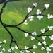 LOVE BIRDS Painting Landscape Modern, Lovebird wall art, ORIGINAL Lovebirds Art Green White Birds on a tree Huge on canvas