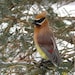 Needle Felted Bird - Cedar Waxwing