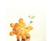 Yellow Clover - romantic flower photo print dreamy wall art blossom spring mustard gift nursery decor woman man for her him floral valentine