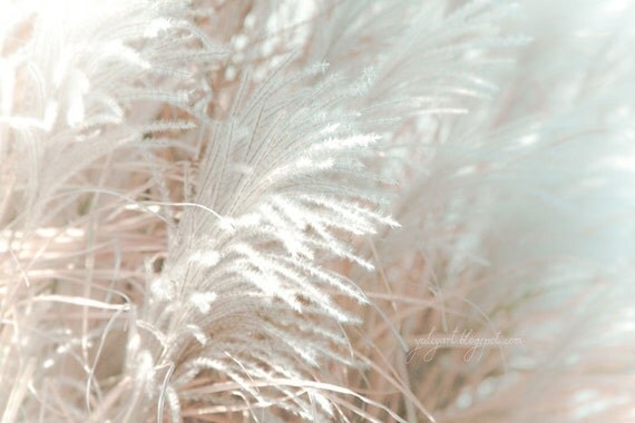 Silver Light - romantic shabby chic valentine gift for her fine art print whimsical dreamy nature photography botanical floral home decor