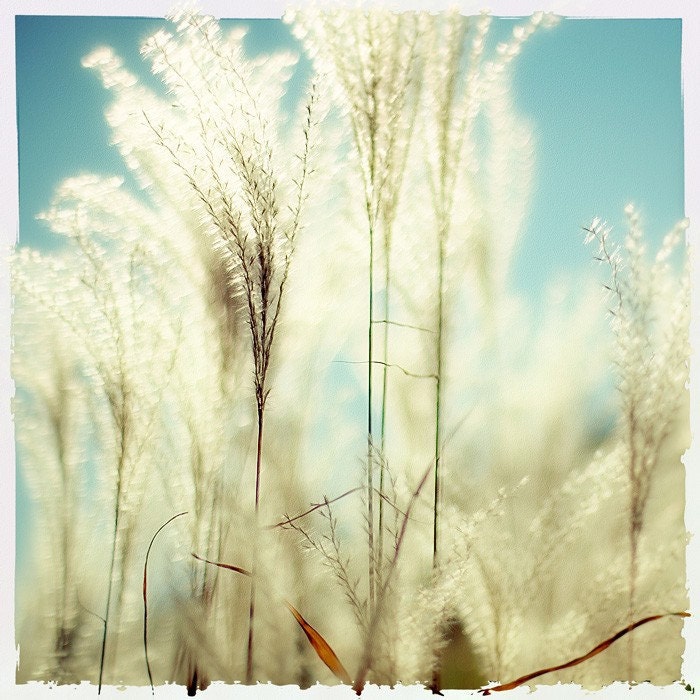 Breath Of Fresh Air - fine art photo print valentine gift for her baby blue sky sunlight nature sunshine botanical kitchen home decor love