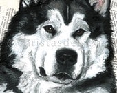 Malamute "Chizzle" Art Print 8x10