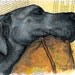 Blue Great Dane Laying on Couch 8x10 Print