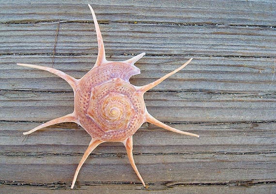 Natural Yoka Star Turban Seashell (2.5-3")