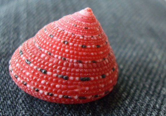 Strawberry Top Seashells (10 pcs.)