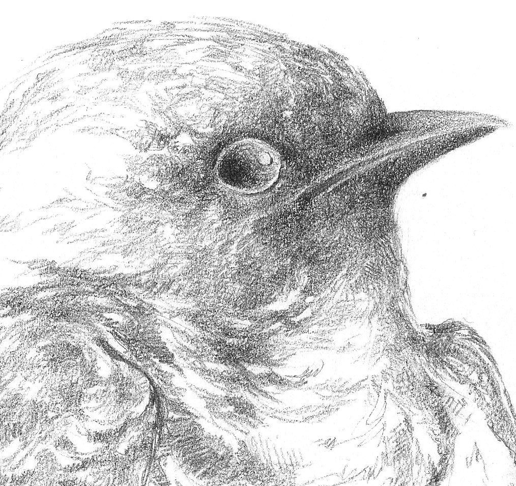 ORIGINAL ART: Sketchbook Young Herald of Spring (A4 size, Graphite Sketches)