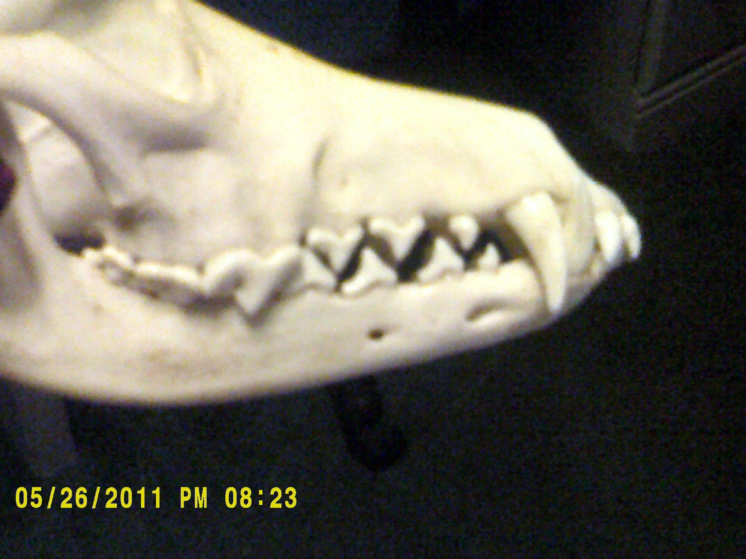 Real animal bone Coyote Skull parts