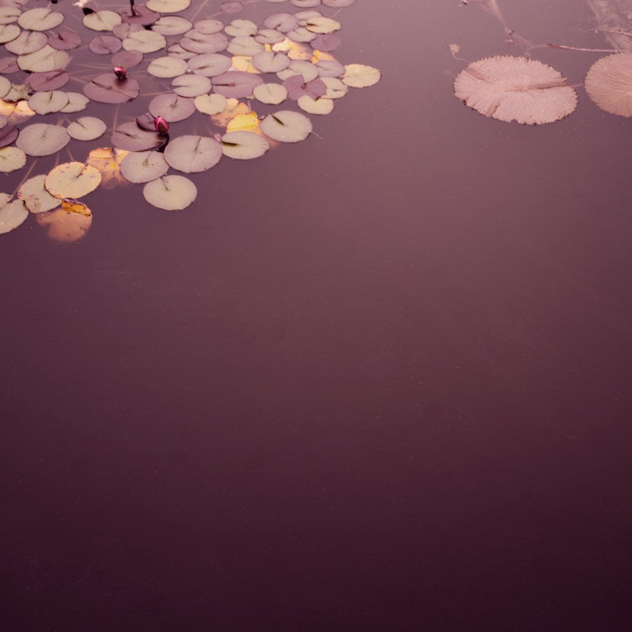 Sale - Buy 2 Get 1 Free - Nature Art Print Poster - Lily Pond - 15x15  -  Open Edition - plum, purple, water
