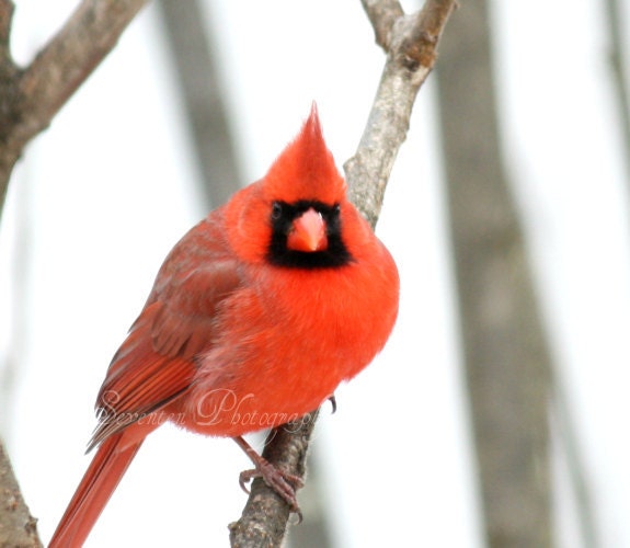 Cardinal-Crimson, Scarlet, Red Fine Art Photography, Bird