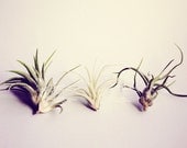 Triumphant Trio // 3 Medium Air Plants  // Modern Tiny Cute Terrarium Airplants Garden Mini tillandsia