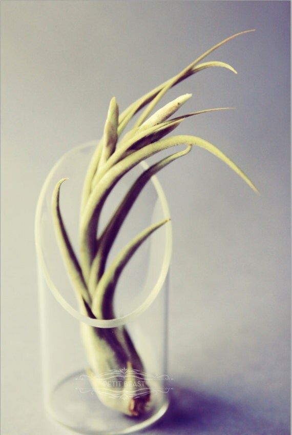 Plant-O-Gram and Vessel // Surprise Air Plants Sent to Anyone plant delivery