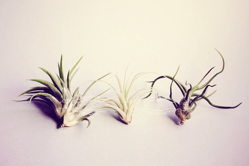 Triumphant Trio // 3 Medium Air Plants // Modern Tiny Cute Terrarium Airplants Garden Mini tillandsia