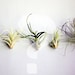 Single Lady // Medium Air Plant // Kawaii Kitsch Tillandsia Decor mint green