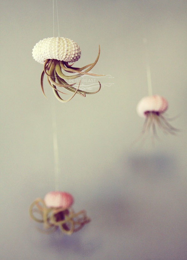 Jellyfish Air Plant // Sea Urchin Wedding Favor Decor Gift Mini Kit DIY tiny cute exotic house plant shell hanging art
