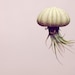 THREE Green Jellyfish Air Plants // Sea Urchins Hanging Art Installation Wedding Favor Decor Gift Mini Terrarium Kit DIY cute tillandsia