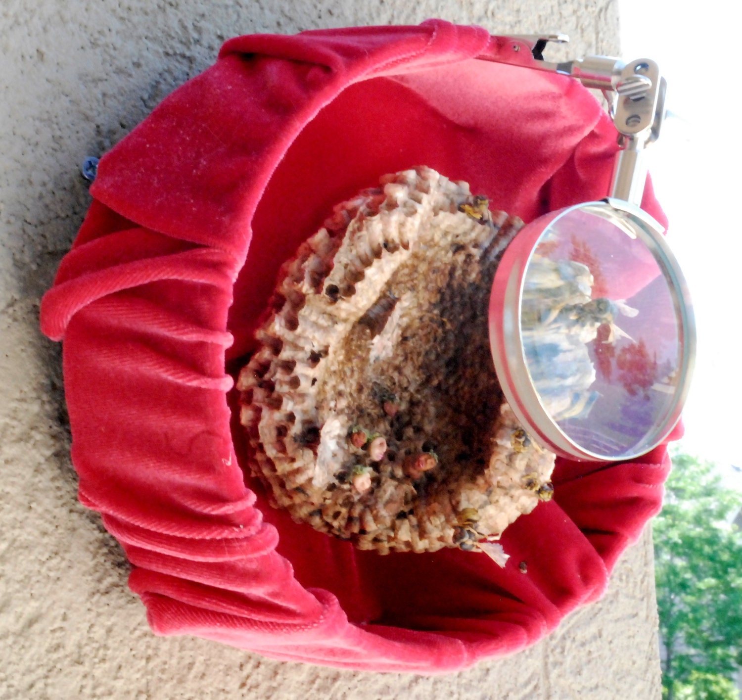 Wall-hanging sculpture with wasp nest: founding fathers