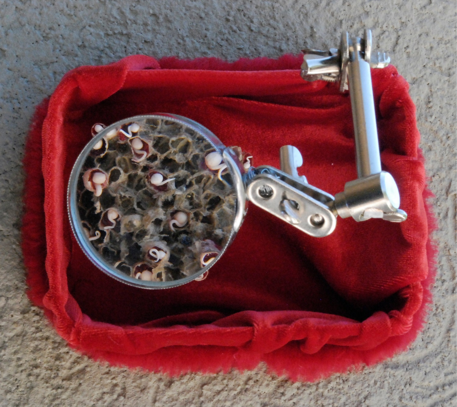 Wall-hanging assemblage sculpture of single celled-organisms colonizing a wasp nest